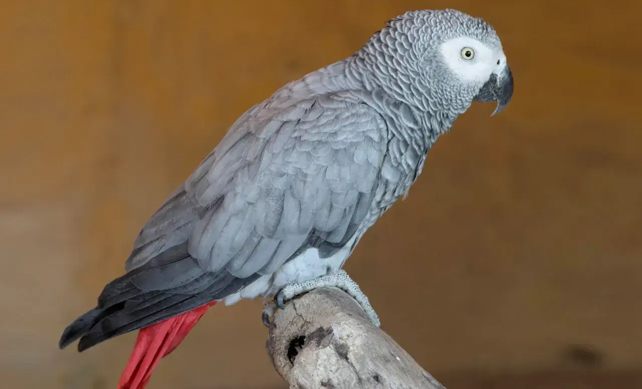 Un pappagallo grigio con coda rossa, elegante e vigile, posa su un ramo.