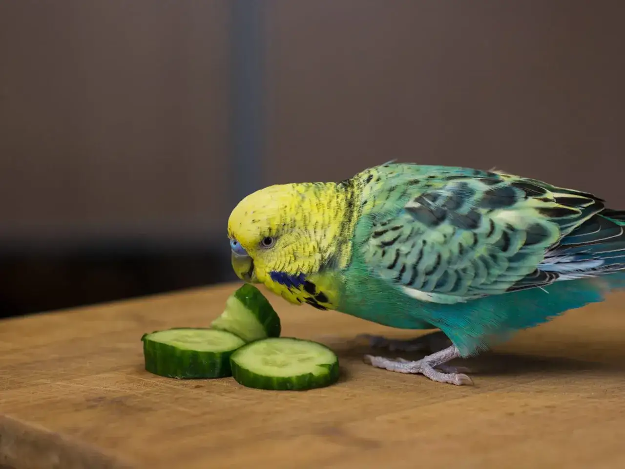 Un pappagallino dal piumaggio giallo e verde assaggia delle fette di cetriolo, scoprendo cosa mangiano i pappagallini.