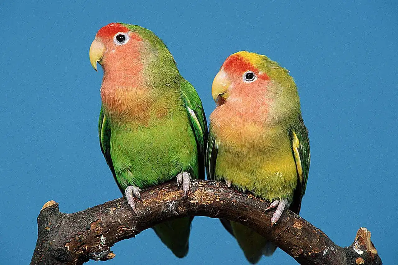 Due inseparabili maschi, con piumaggio verde e testa rosa, siedono vicini su un ramo.