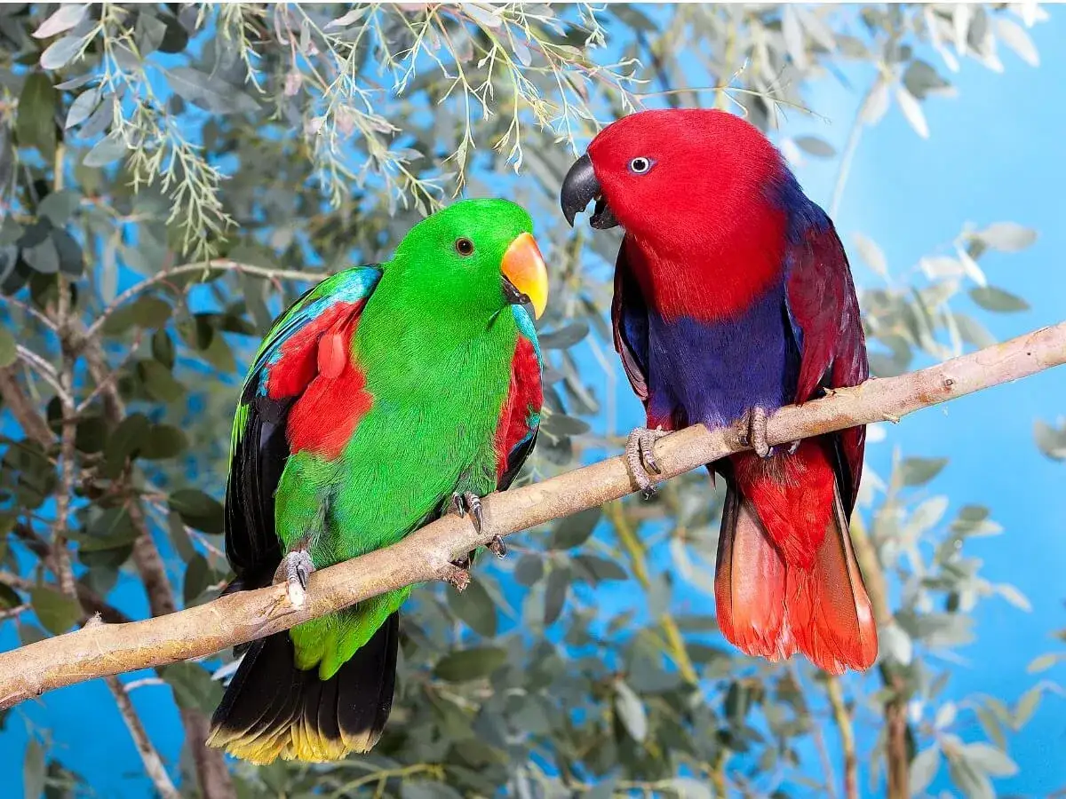 Pappagallo verde e rosso su un ramo. Come capire se un pappagallo è maschio o femmina? Il verde è maschio, il rosso è femmina.