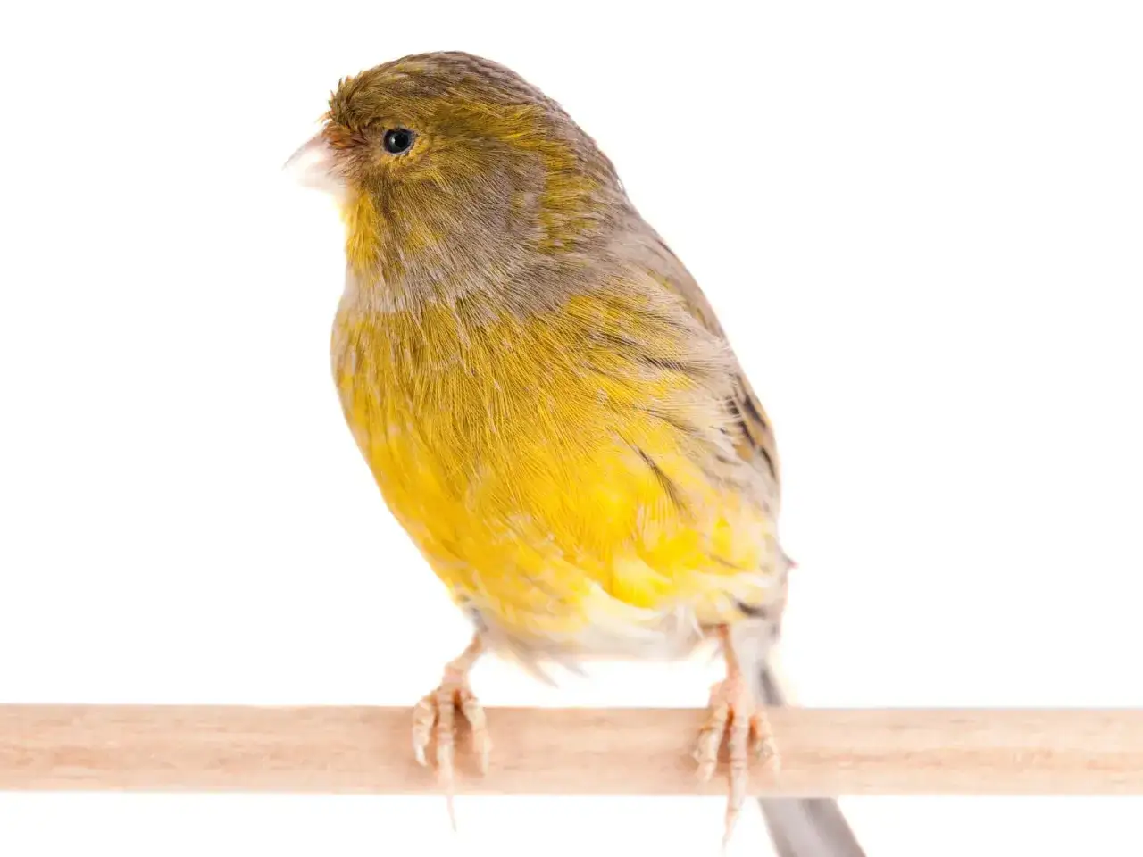 Canarino giallo su trespolo, utile per illustrare malattie dei canarini.
