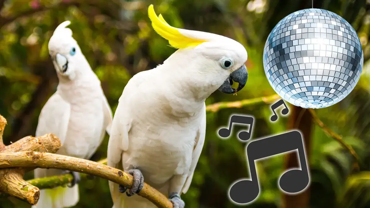 Due pappagalli bianchi su un ramo, con una palla da discoteca e note musicali, pronti per musica per far ballare i pappagalli.