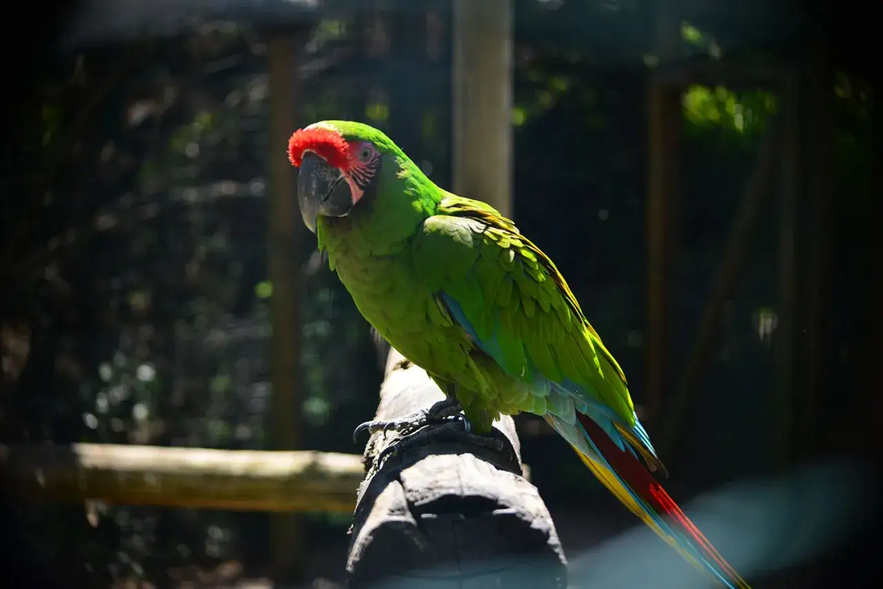 Un magnifico ara militare verde brillante, con un ciuffo rosso sulla testa, si posa su un tronco. Le sue piume colorate sfumano in giallo, rosso e blu verso la coda.