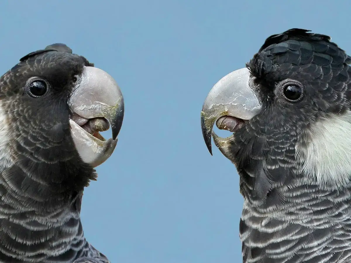 Due pappagalli cacatua neri e bianchi si guardano, con becchi imponenti e occhi attenti.