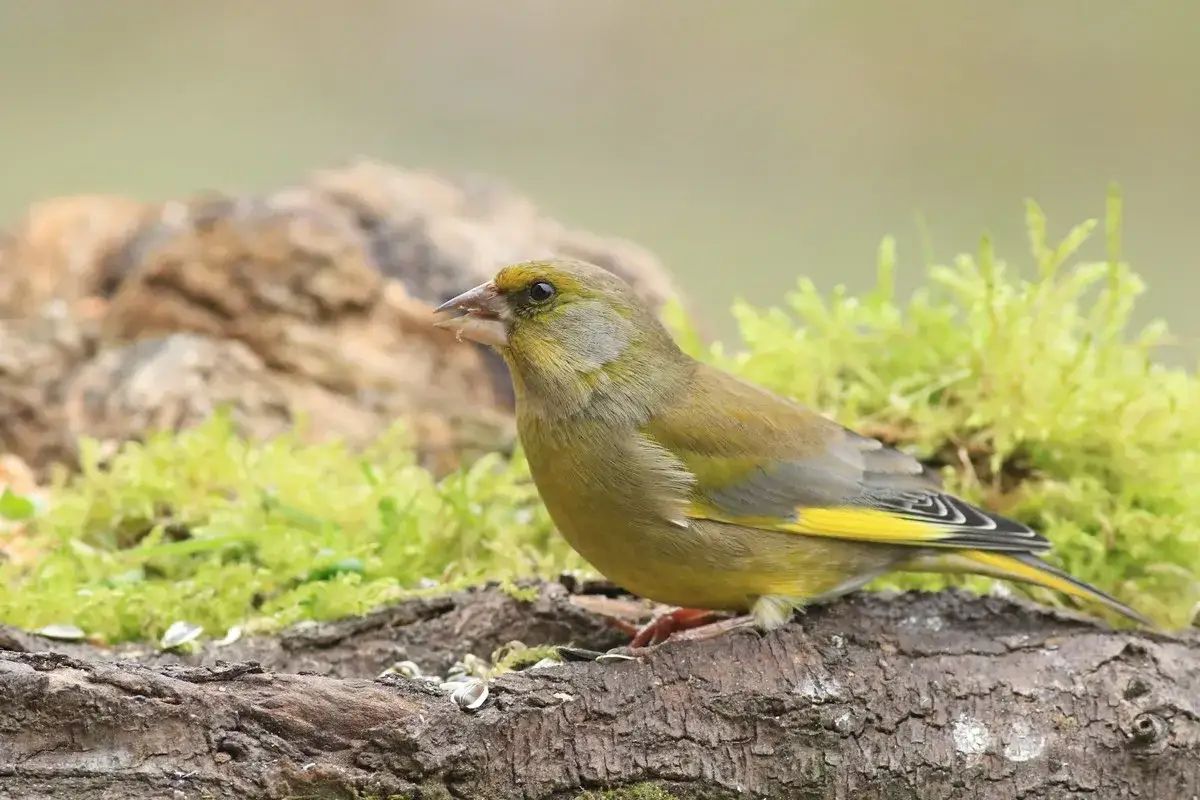 Un verdone, uno dei tanti uccelli che amano posarsi sui tronchi ricoperti di muschio, si ferma per un attimo.