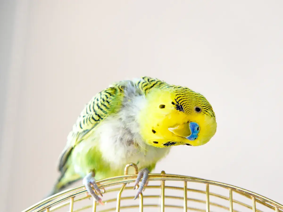 Pappagallino inseparabile giallo e verde, con piume un po' arruffate, forse segno di malattie pappagalli inseparabili.