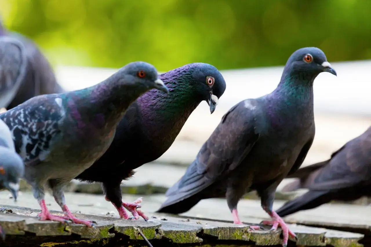 Tre colombine uccelli con piume iridescenti si posano su un davanzale di legno.