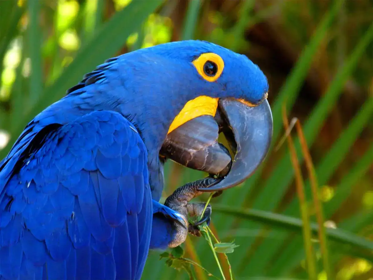 Un magnifico esemplare di pappagalli blu, con piume vibranti e un becco potente, si aggrappa a un ramo tra il verde della vegetazione.