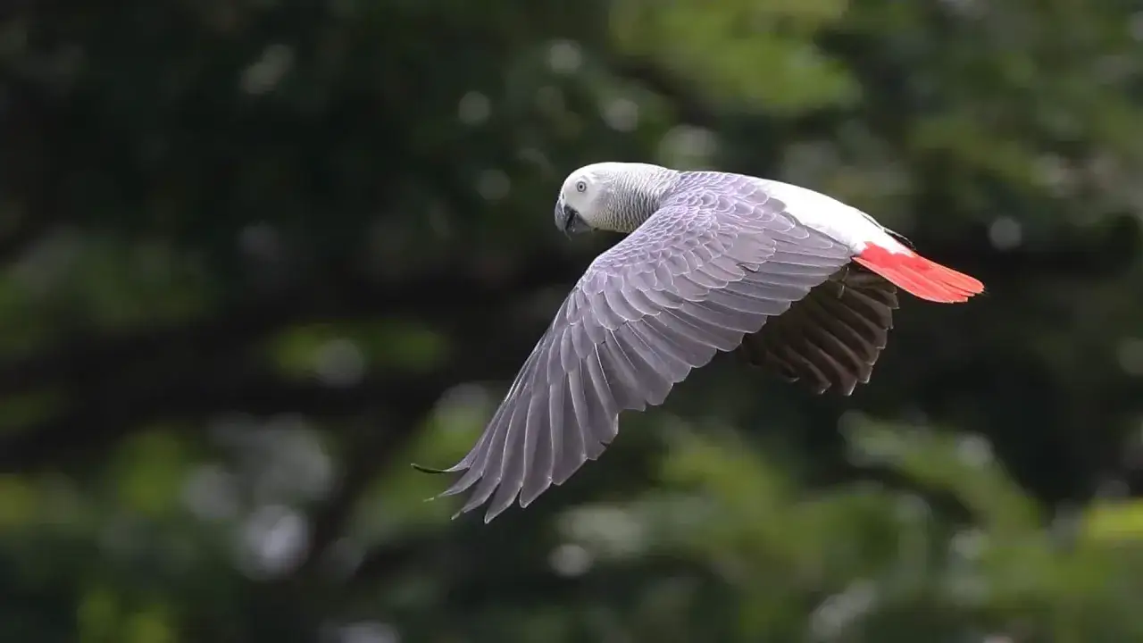 Un pappagallo africano grigio con coda rossa vola con le ali spiegate contro uno sfondo verde sfocato.