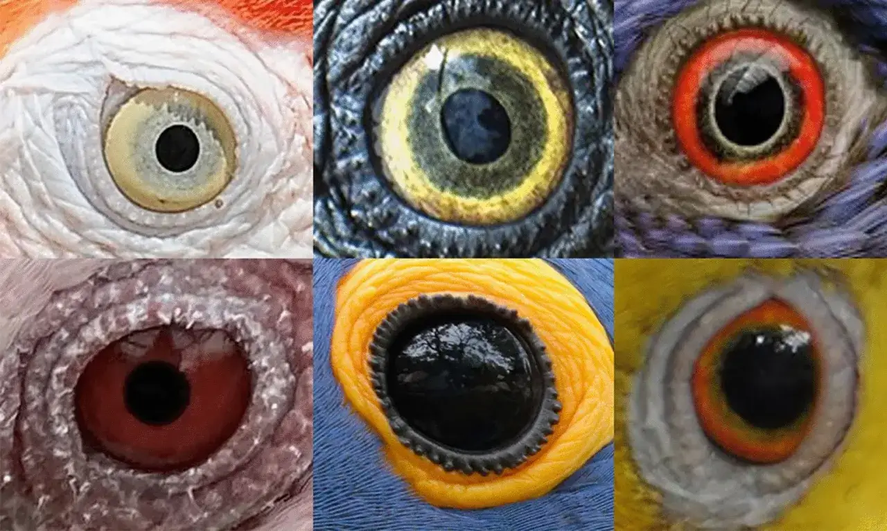 Sei incredibili occhi uccelli, ognuno con un colore e una trama unici.