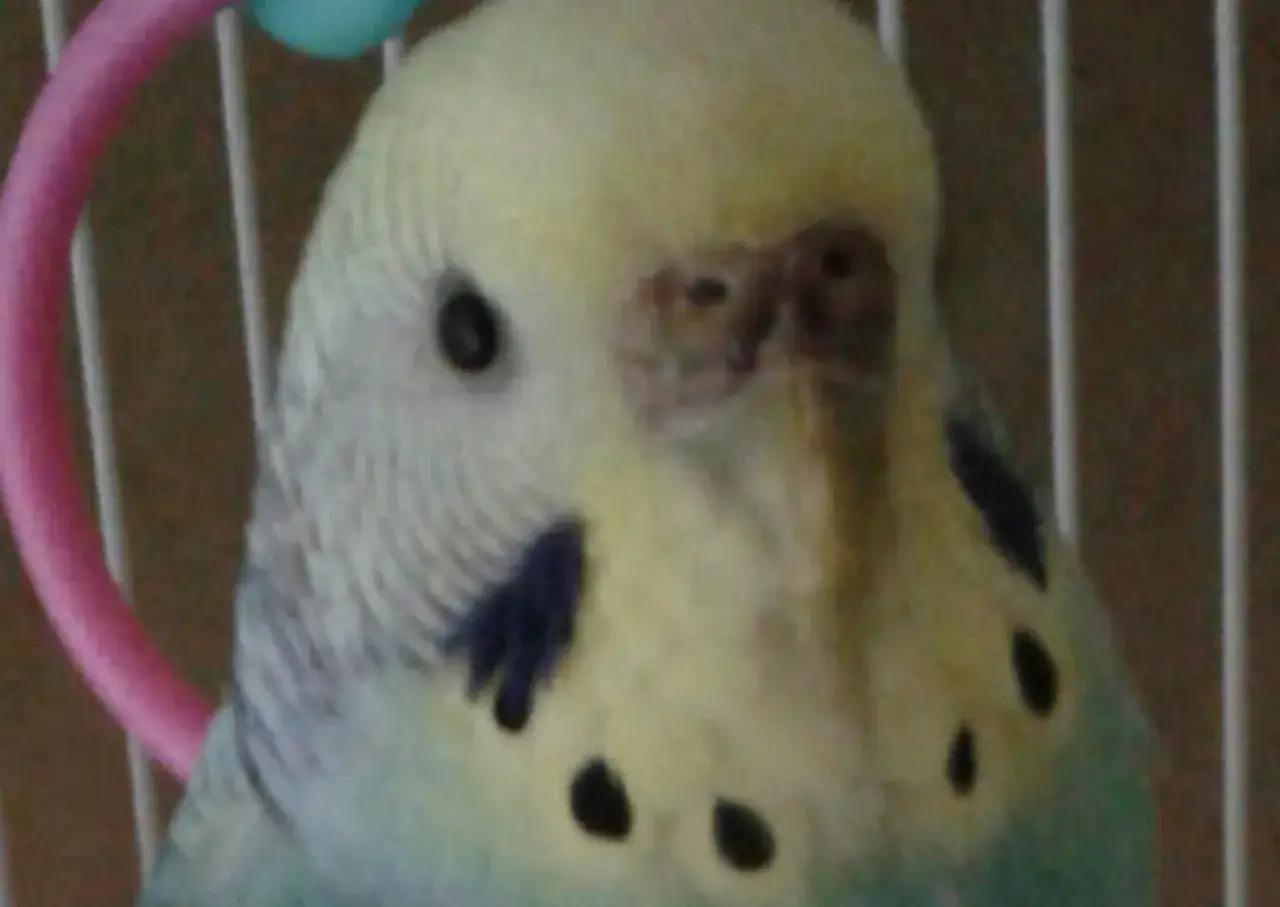 Un adorabile parrocchetto ondulato femmina con piumaggio giallo e azzurro, macchie nere sul petto e un'ala blu, guarda curioso dalla sua gabbia.