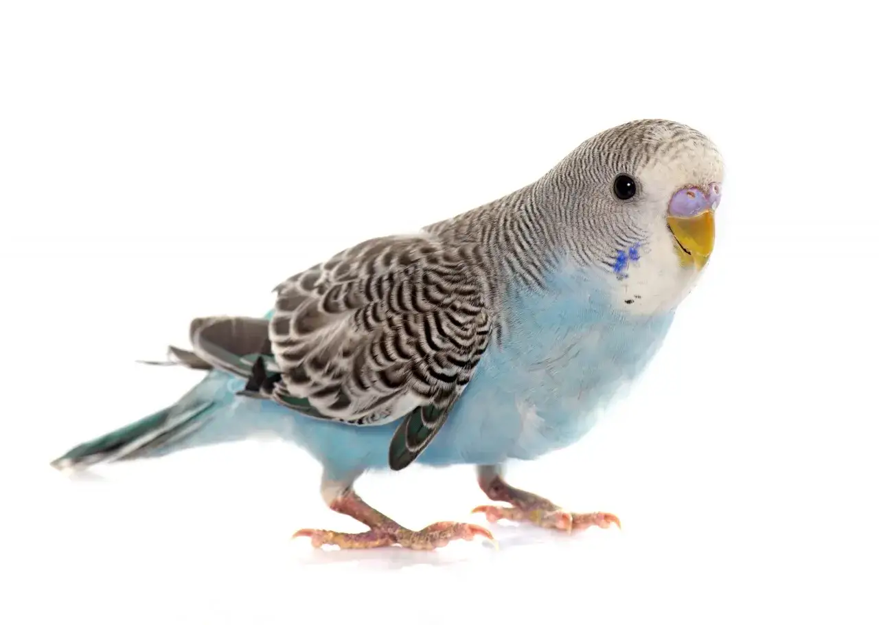 Cocorita azzurra su sfondo bianco. Per capire come si vede se una cocorita deve fare le uova, osserva la cera del becco: marrone indica che è pronta.