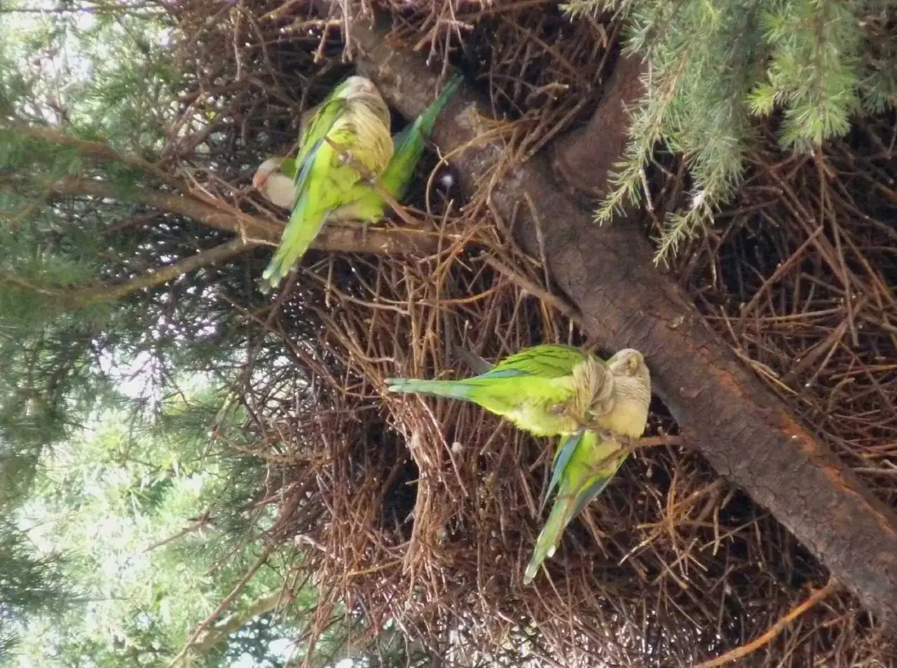Tre parrocchetti monaco verdi e chiari riposano nel loro grande nido intrecciato tra i rami di un albero.