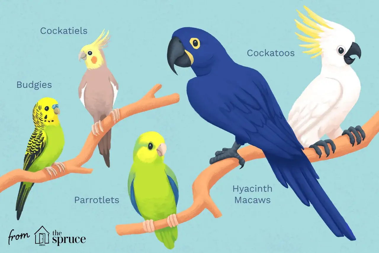 Vari tipi di pappagalli: cocorite, calopsitte, parrocchetti, ara giacinto e cacatua. L'ara giacinto, con il suo blu intenso, è il pappagallo più affettuoso.