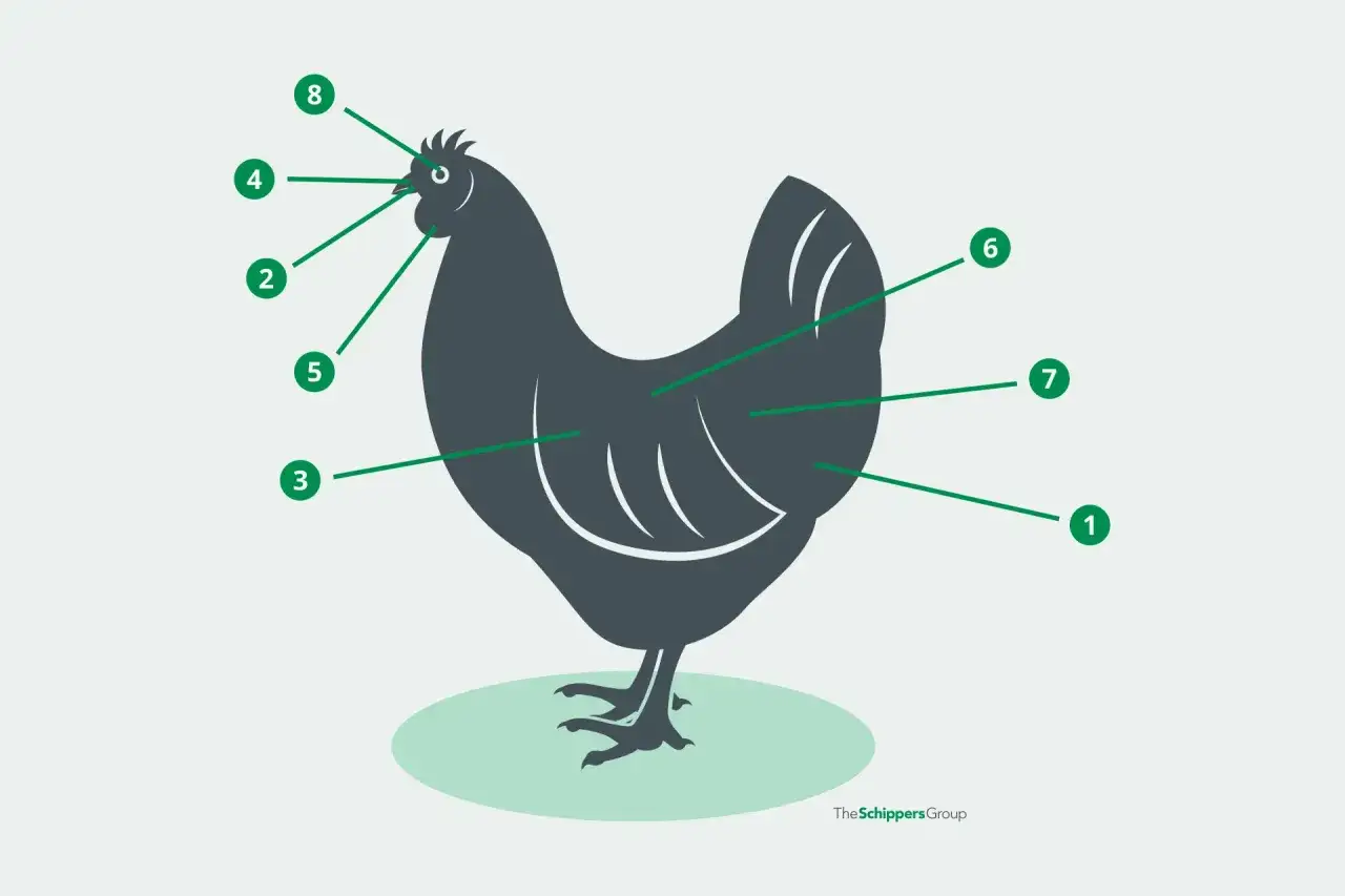 Schema di una gallina con parti numerate, utile per studiare la anatomia e il formevet sulfac.