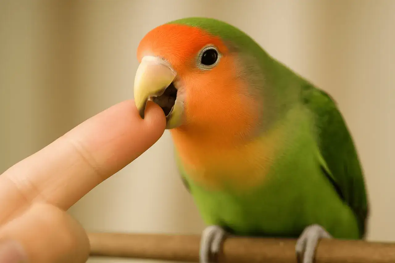 Un piccolo pappagallo dal petto arancione e corpo verde sta mordendo un dito.
