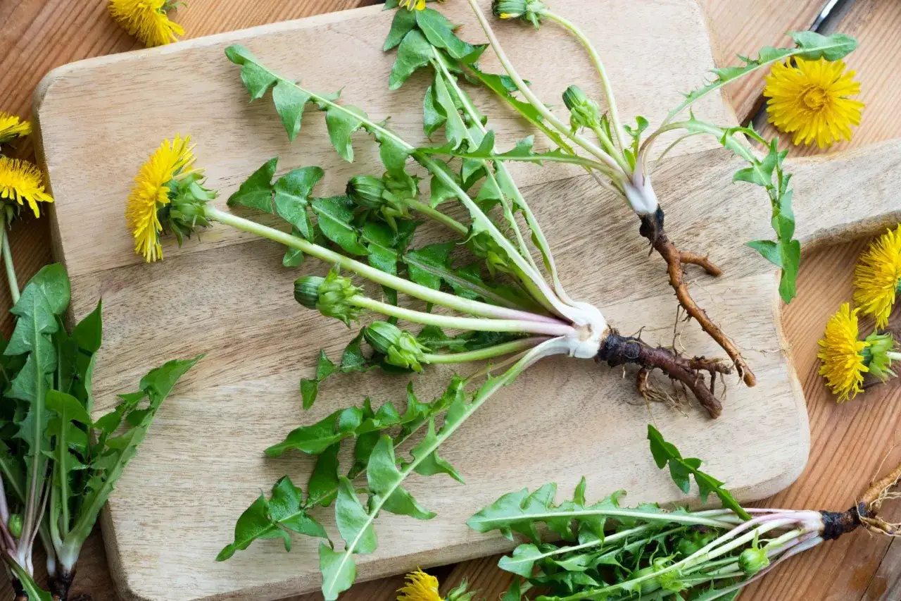 Tarassaco foglie fresche con fiori gialli e radici su un tagliere di legno, pronte per essere cucinate.