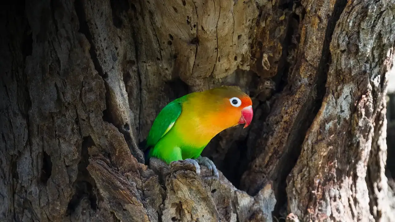 Un colorato agapornis fischeri, con piumaggio verde e arancione, spunta da un tronco d'albero cavo.