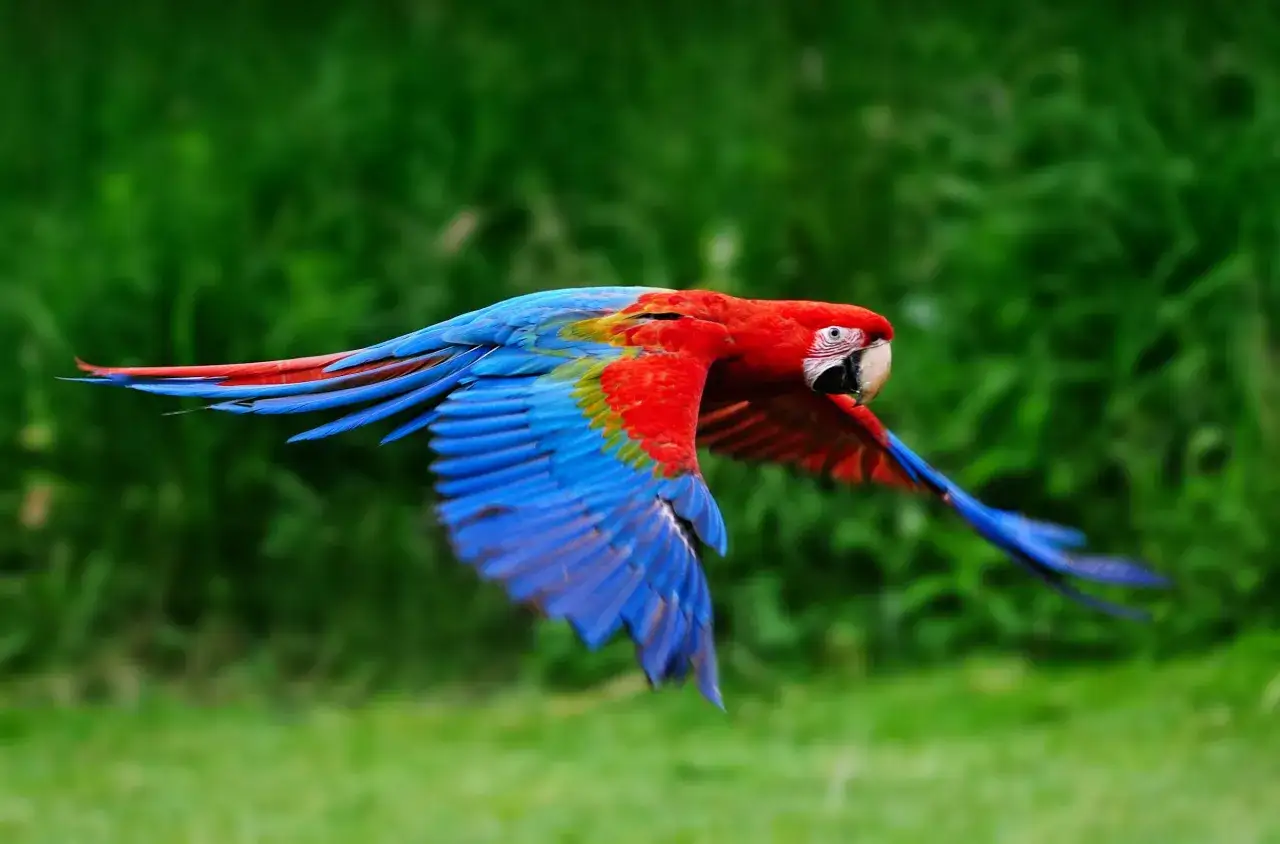 Un magnifico pappagallo ara vola con le sue ali blu e rosse, un esempio vibrante di diversi tipi di pappagalli.