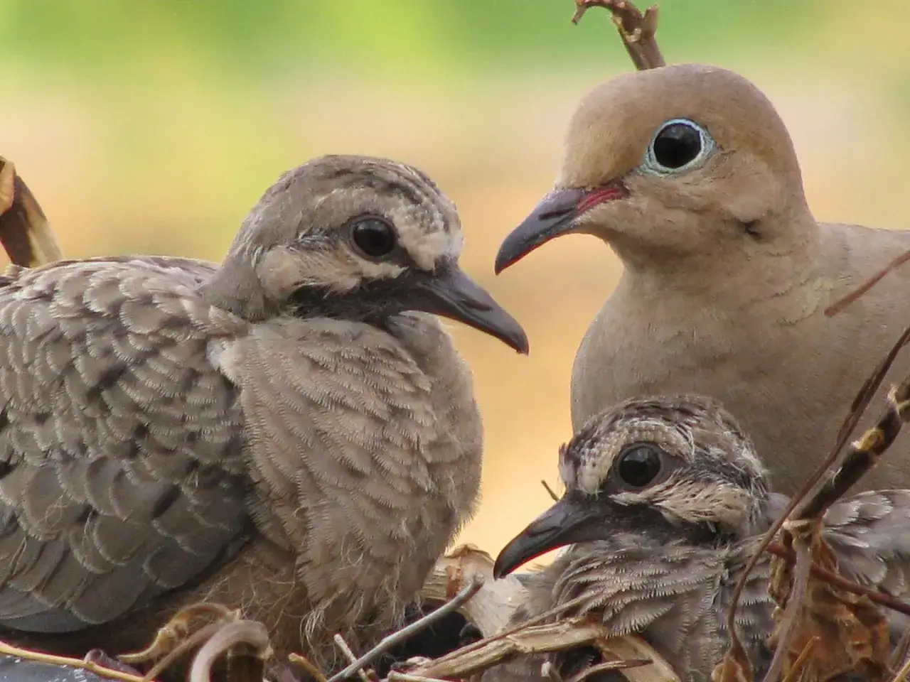 Tre tortore nel nido. La madre veglia sui suoi piccoli, forse in attesa di sapere cosa mangiano le tortore.