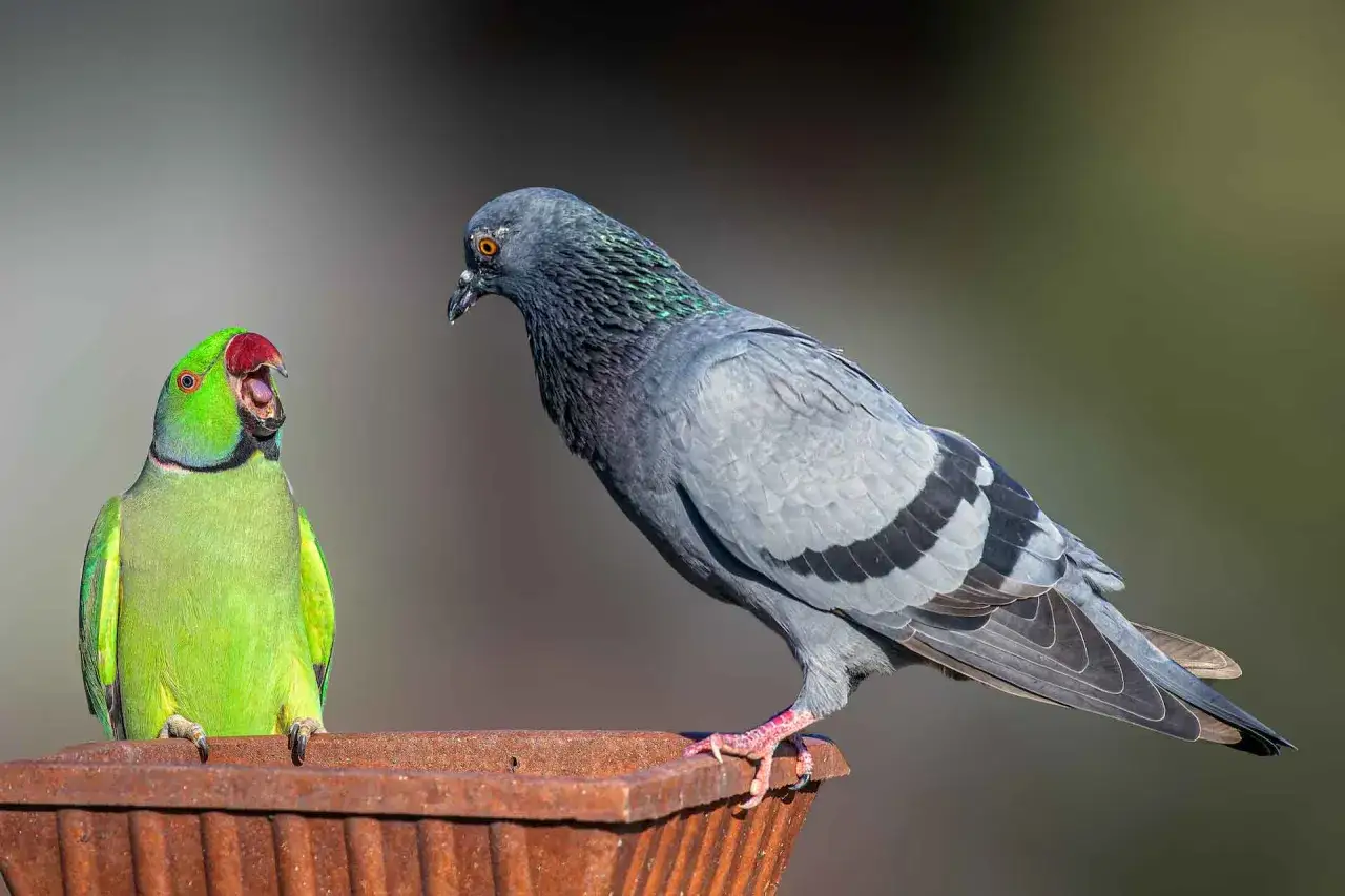 Un pappagallo verde acceso con becco rosso e una colomba grigia si guardano da un contenitore arrugginito.