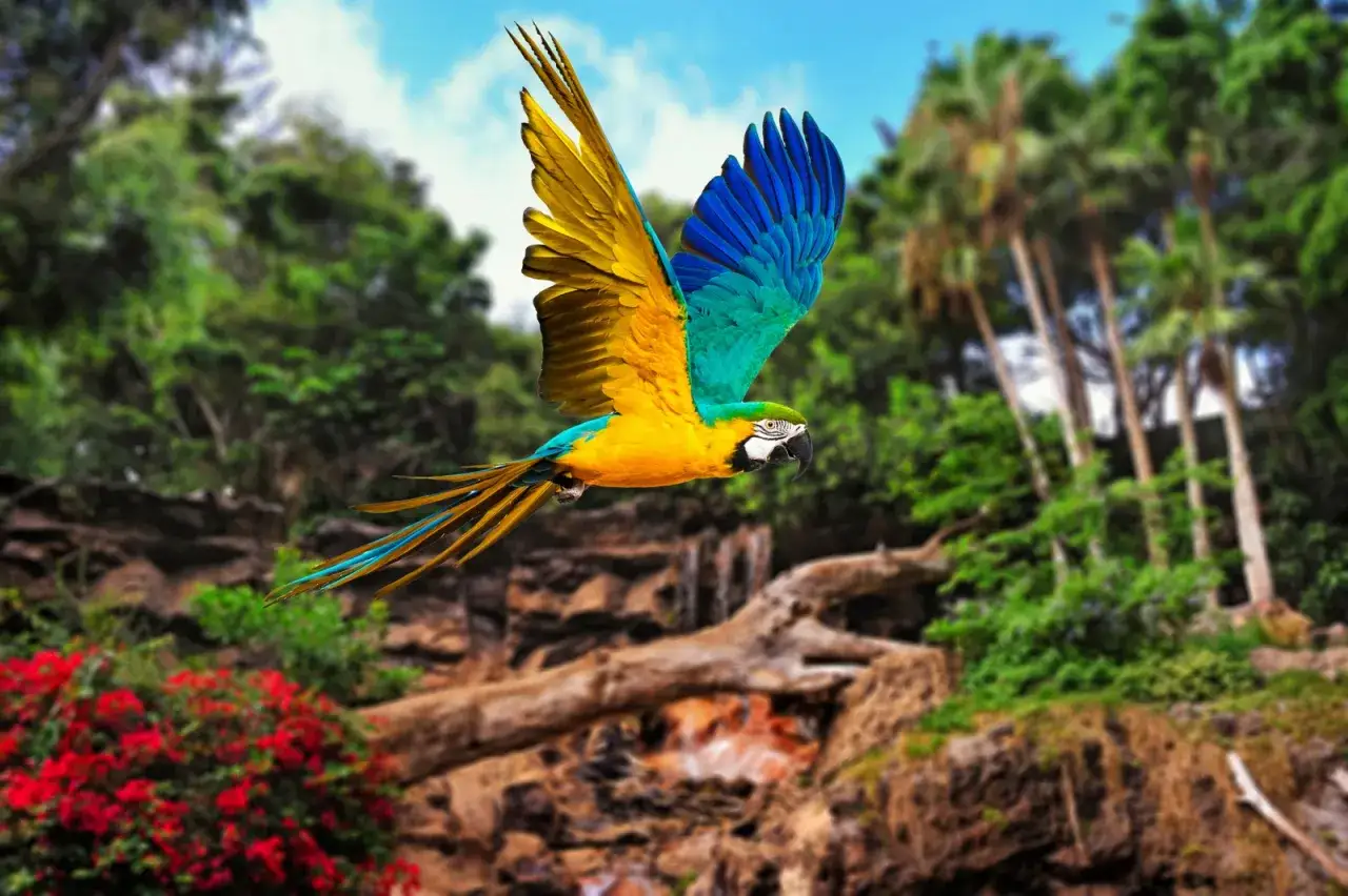 Un pappagallo vola libero nel loro parque a Tenerife, con le sue ali gialle e blu che spiccano tra la vegetazione lussureggiante.