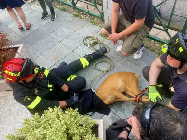 Vigili del Fuoco soccorrono un cane spaventato, forse un cardellino pullo, legato con una corda.