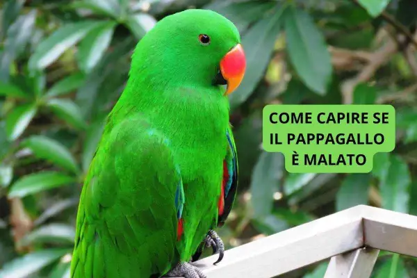 Pappagallo verde brillante, con becco arancione, seduto su un ramo. Il testo dice "Come capire se il pappagallo è malato".