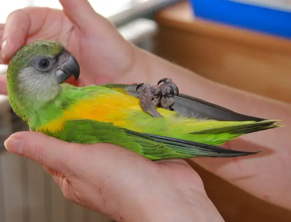 Un pappagallo verde e giallo, tenuto tra le mani, mostra il suo addomesticare significato attraverso la fiducia.