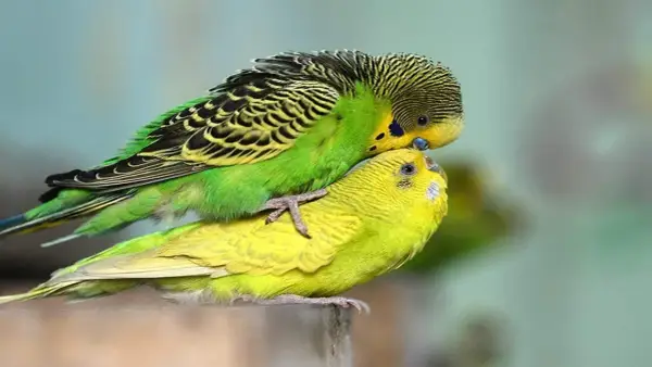 Due cocorite, una verde e una gialla, si accoppiano. Un momento intimo per capire come stimolare accoppiamento cocorite.