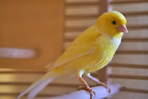 Un vivace canarino giallo, con il suo piumaggio brillante, si posa su un ramo. La muta dei canarini è un processo naturale che rinnova il loro splendore.