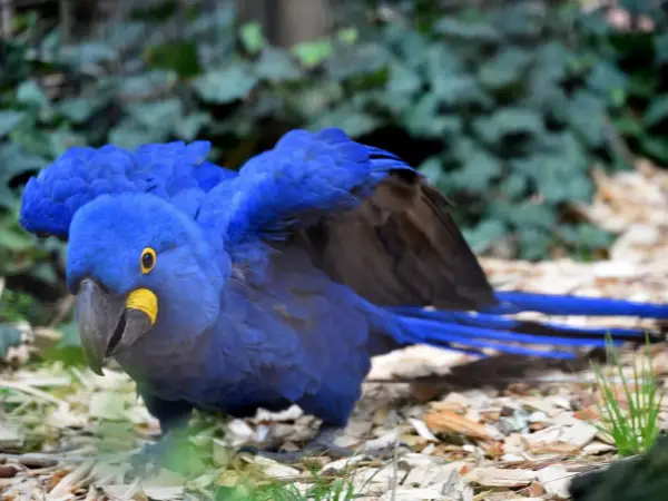 Un magnifico esemplare di pappagalli blu, con le ali spiegate, mostra il suo piumaggio vibrante e il becco giallo.