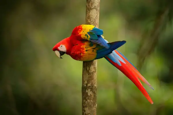 Un coloratissimo pappagallo ara scarlatta, tra i pappagalli che parlano, si aggrappa a un tronco d'albero nella foresta pluviale.