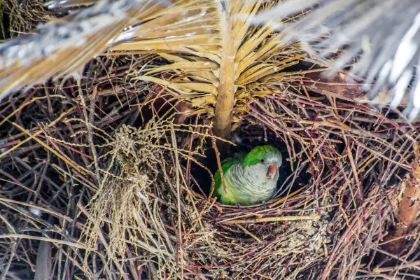 Un parrocchetto monaco riposa nel suo nido di ramoscelli, un rifugio accogliente tra le foglie secche.