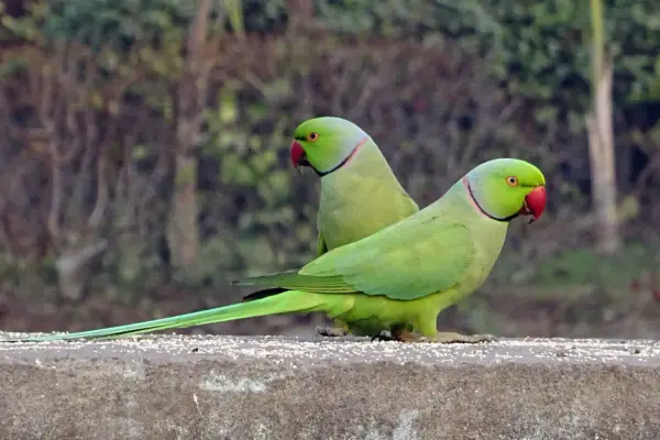 Due parrocchetti dal collare parlano tra loro, con becchi rossi e piume verdi brillanti.