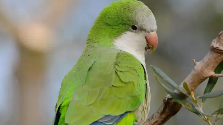 Parrocchetto monaco dai vivaci colori verdi e grigi, con un becco arancione, appollaiato su un ramo.