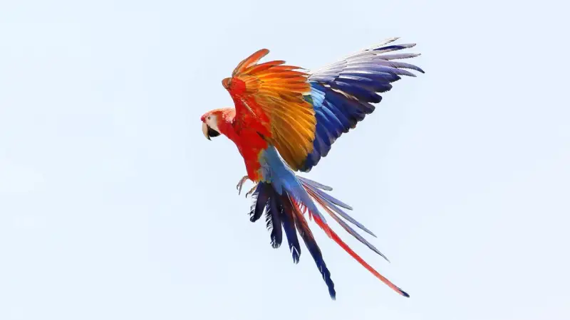 Un'ara scarlatta in volo, con ali spiegate che mostrano un tripudio di colori: rosso, arancione, blu e bianco.