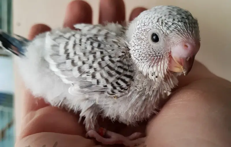 Una tenera cocorita grigia, con piume soffici e striature scure, riposa su una mano.